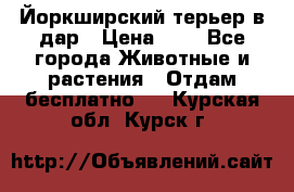 Йоркширский терьер в дар › Цена ­ 1 - Все города Животные и растения » Отдам бесплатно   . Курская обл.,Курск г.